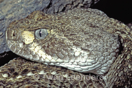 Crotalus atrox