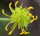 Ranunculus occidentalis