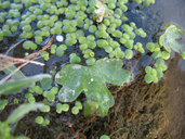 Ranunculus sceleratus var. multifidus
