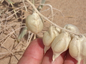 Astragalus magdalenae var. peirsonii
