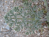 Lomatium mohavense