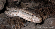 Queretaran Dusky Rattlesnake