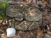 Mexican Black-tailed Rattlesnake