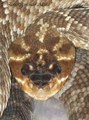 Oaxacan Black-tail Rattlesnake