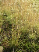 Danthonia spicata