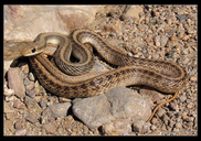 Mojave Patchnose Snake