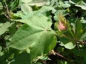 Gossypium herbaceum