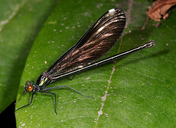 Calopteryx maculata