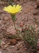 Calycoseris parryi