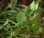 Montia perfoliata
