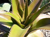 Aloe vaombe