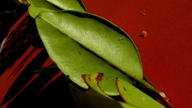 Myrcia guianensis