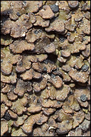 Mycobilimbia lurida