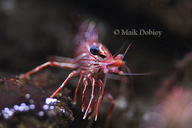 Dancing Shrimp