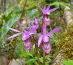 Calypso bulbosa