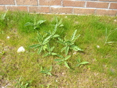 Cirsium arvense