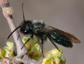Andrena cerasifolii