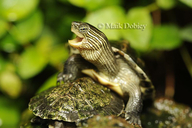 Chinese Striped-necked Turtle