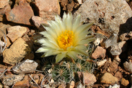Brady's Pincushion Cactus