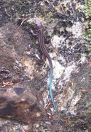 Cape Mountain Lizard