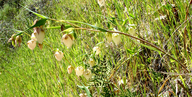 Calochortus albus