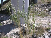 Arundo donax