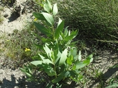 Dendromecon rigida