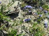 Phacelia distans