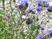 Phacelia distans