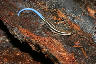 Plestiodon skiltonianus