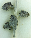 Eriogonum plumatella