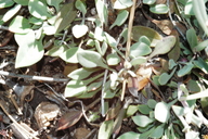 Eriogonum umbellatum var. modocense