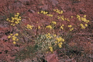 Eriogonum strictum ssp. proliferum var. anserinum