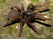 Robust Trapdoor Spider
