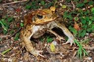 Rhinella marina