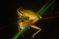 Litoria fallax