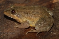 Leptodactylus pustulatus