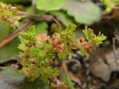 Aphanes occidentalis
