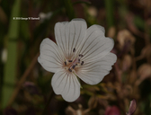 Limnanthes douglasii ssp. rosea