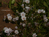 Limnanthes douglasii ssp. rosea
