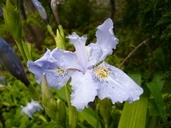 Iris wattii