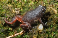 Austrochaperina fryi