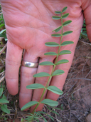 Astragalus praelongus var. praelongus
