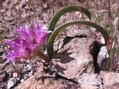 Allium falcifolium