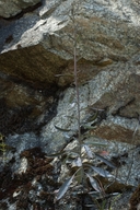 Streptanthus oblanceolatus