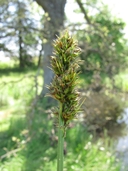Carex densa