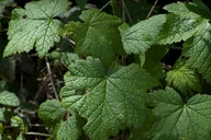 Photo of Ribes laxiflorum