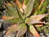 Aloe mubendiensis