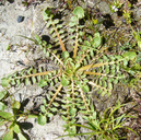 Crepis bursifolia