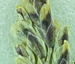 Puccinellia lemmonii